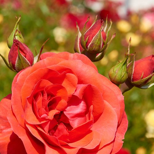 Piros - Rózsa - Jive ™ - Online rózsa rendelés